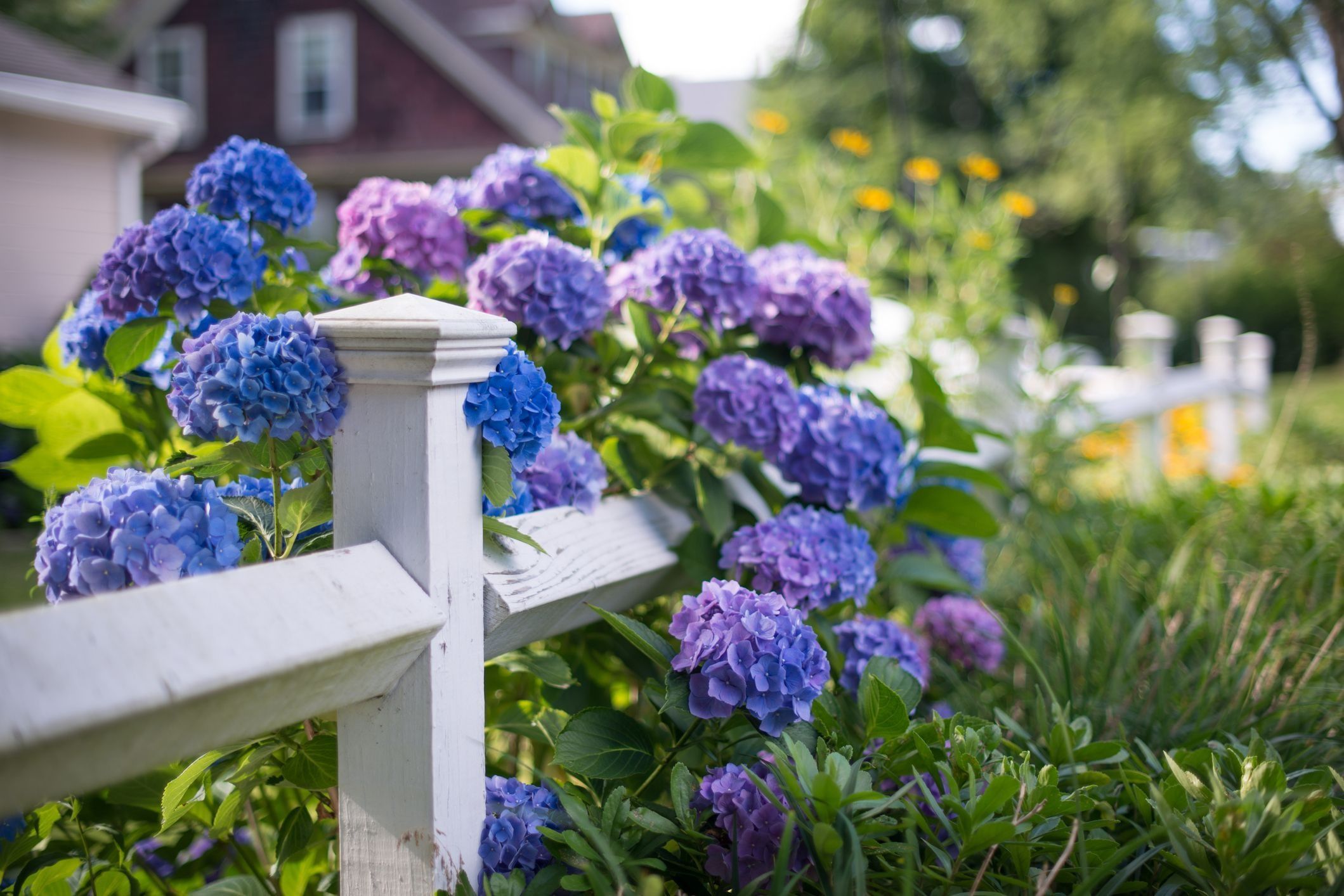 Low-Maintenance Plants That Thrive In Any Garden